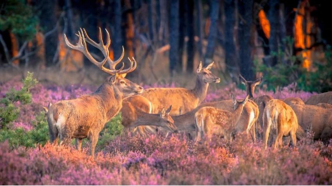Sfeervol Chalet Op De Veluwe Путен Екстериор снимка